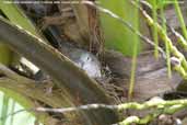 Scaled Dove, Pantanal, Mato Grosso, Brazil, December 2006 - click for larger image